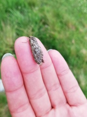 Korscheltellus fusconebulosa