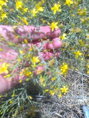 Hypericum triquetrifolium