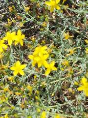 Hypericum triquetrifolium