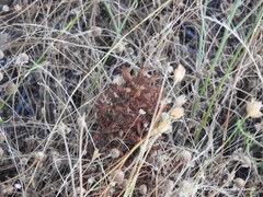 Orobanche amethystea