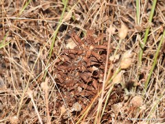 Orobanche amethystea