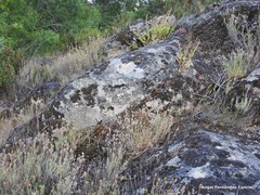 Lavandula pedunculata