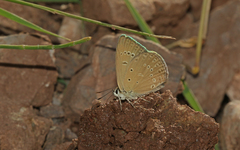 Polyommatus admetus