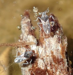Microveliinae