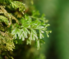 Hymenophyllum cupressiforme
