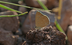 Polyommatus admetus