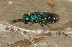 Trichrysis cyanea