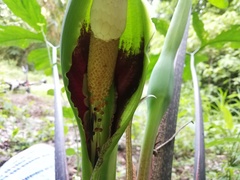 Xanthosoma wendlandii