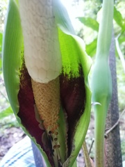 Xanthosoma wendlandii