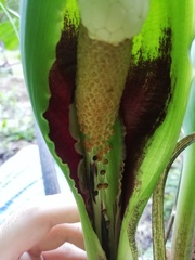 Xanthosoma wendlandii