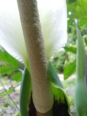 Xanthosoma wendlandii