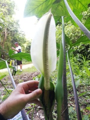 Xanthosoma wendlandii