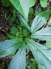 Xanthosoma wendlandii