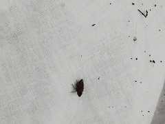 Anoscopus alpinus