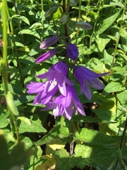 Campanula rapunculoides