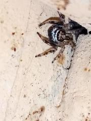Menemerus bivittatus