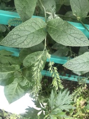 Symphytum caucasicum