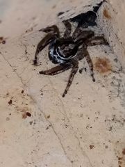 Menemerus bivittatus