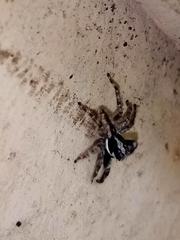 Menemerus bivittatus