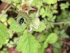 Cryptocephalus hyacinthinus