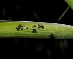 Aphis fabae solanella