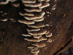 Steccherinum rawakense