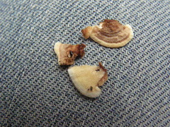 Steccherinum rawakense