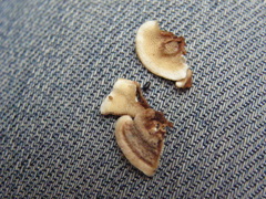 Steccherinum rawakense