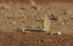 Polyommatus admetus