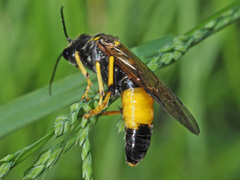 Tenthredo maculata