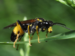 Tenthredo maculata