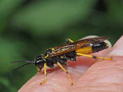 Tenthredo maculata