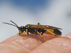 Tenthredo maculata