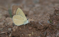 Polyommatus aroaniensis
