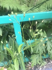 Lapsana communis