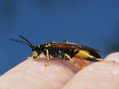 Tenthredo maculata