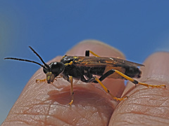 Tenthredo maculata