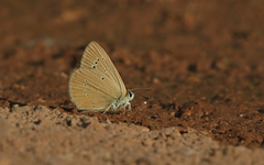 Polyommatus aroaniensis