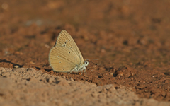 Polyommatus aroaniensis
