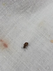 Nithecus jacobaeae