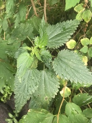 Urtica dioica