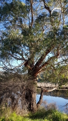 Eucalyptus amygdalina
