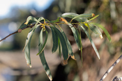 Eucalyptus amygdalina