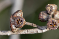Eucalyptus amygdalina