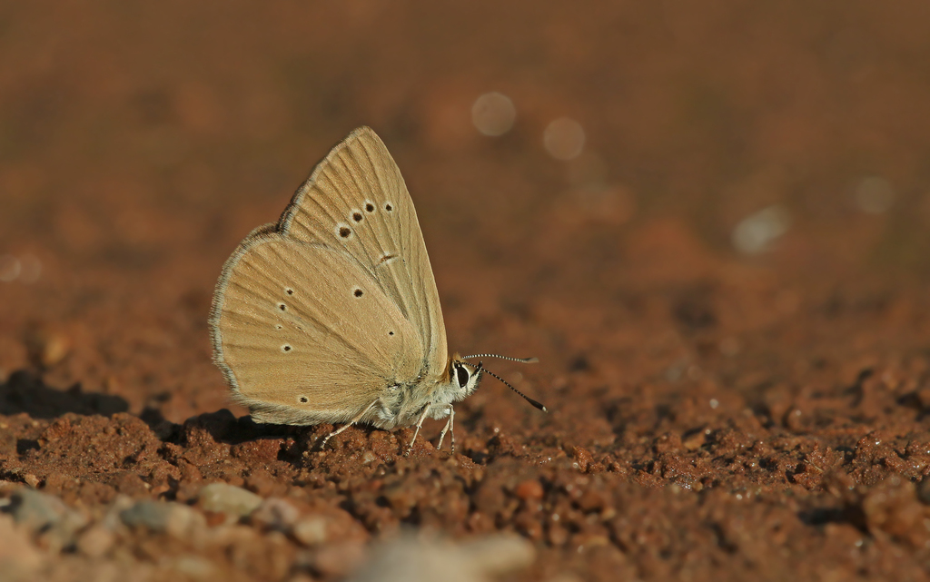 Polyommatus aroaniensis