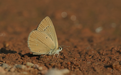Polyommatus aroaniensis