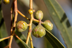 Eucalyptus amygdalina