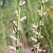 Twig-like Snapdragon - Photo (c) 1998 Dean Wm. Taylor, some rights reserved (CC BY-NC-SA)