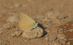 Polyommatus aroaniensis