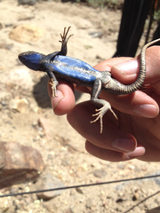 Sceloporus graciosus vandenburgianus